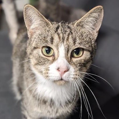 Enlarge Ziegler aka "Ziggy", a Adoptable mixed breed in Shippenville, PA image 2/6