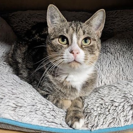 Enlarge Ziegler aka "Ziggy", a Adoptable mixed breed in Shippenville, PA image 3/6