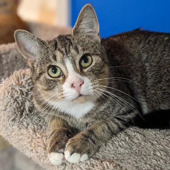 Enlarge Ziegler aka "Ziggy", a Adoptable mixed breed in Shippenville, PA image 5/6