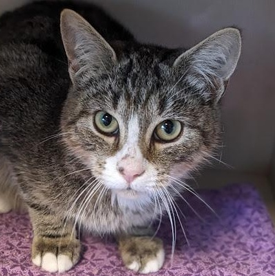 Enlarge Ziegler aka "Ziggy", a Adoptable mixed breed in Shippenville, PA image 6/6