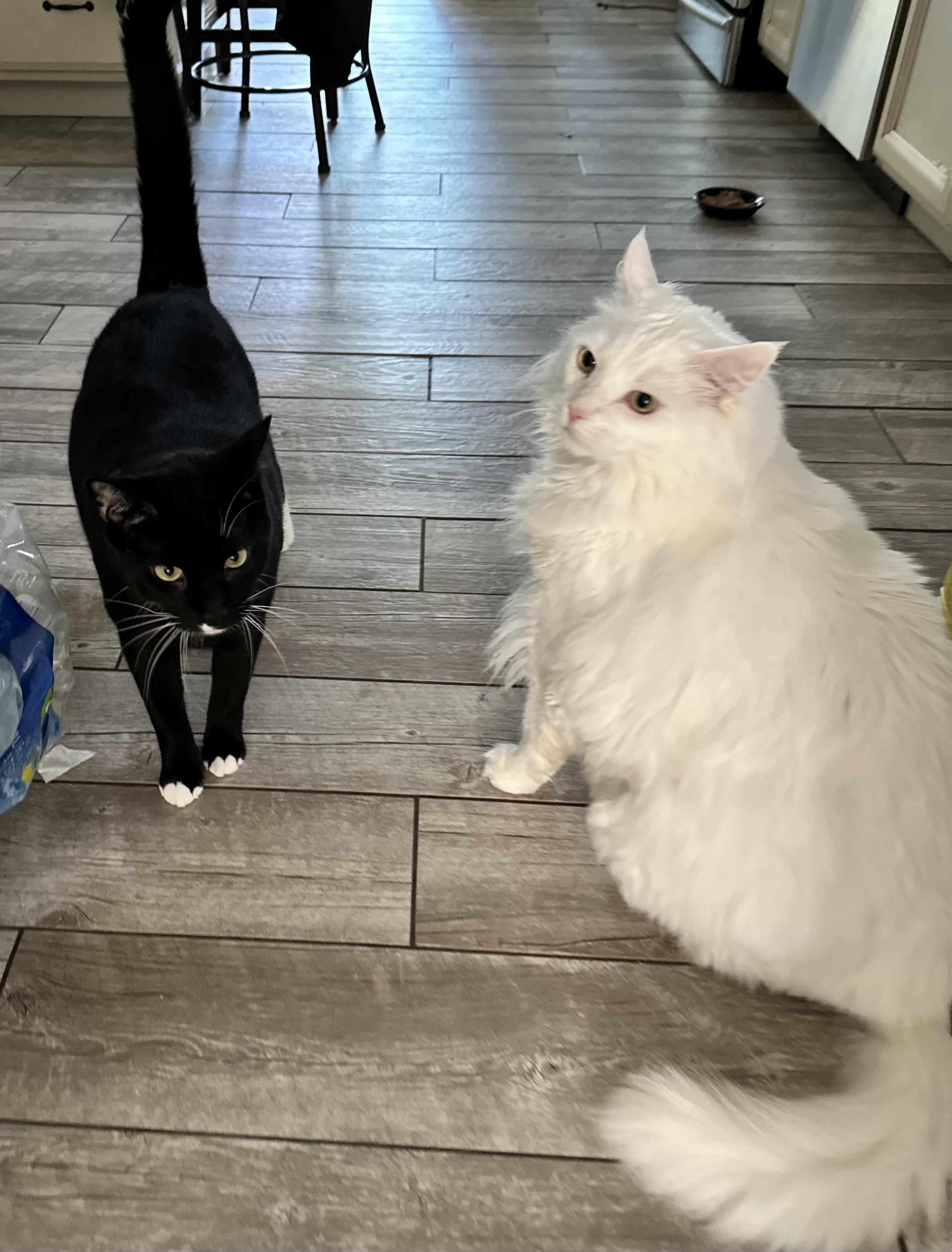 Freddie & Sprout, Adult Male unknown