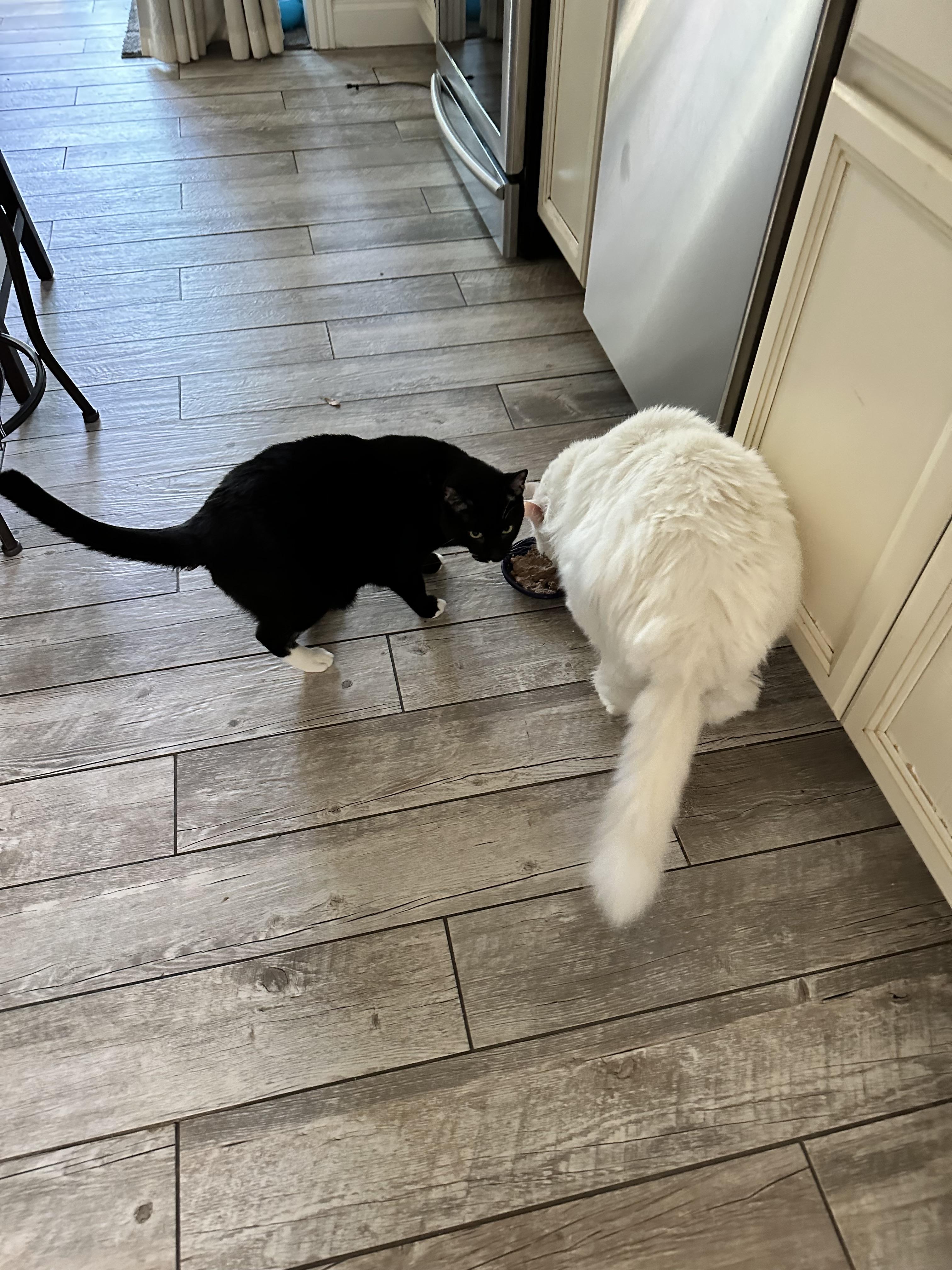 Freddie & Sprout photo 3