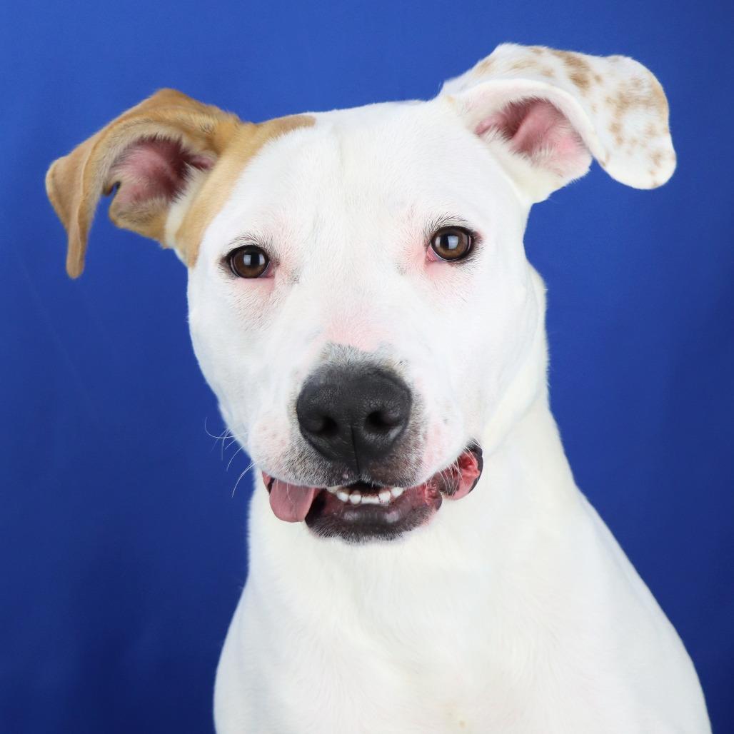 Enlarge Hugo - 100103T, a Adoptable mixed breed in Tupelo, MS image 1/3