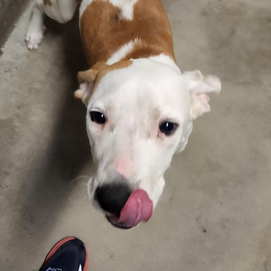 Enlarge Hugo - 100103T, a Adoptable mixed breed in Tupelo, MS image 2/3