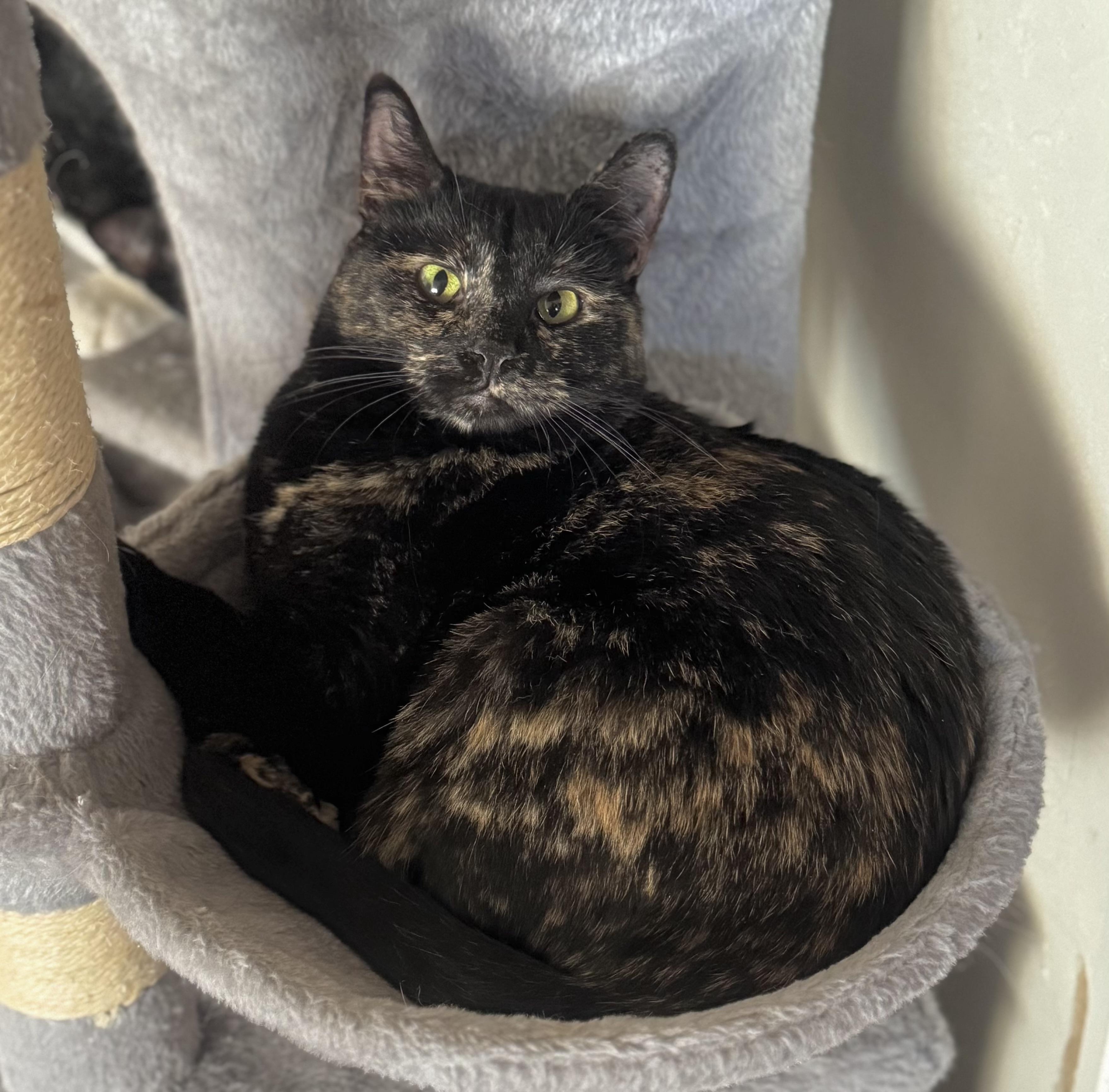 Enlarge Jayde, a Adoptable Tortoiseshell in Goshen, IN image 1/4