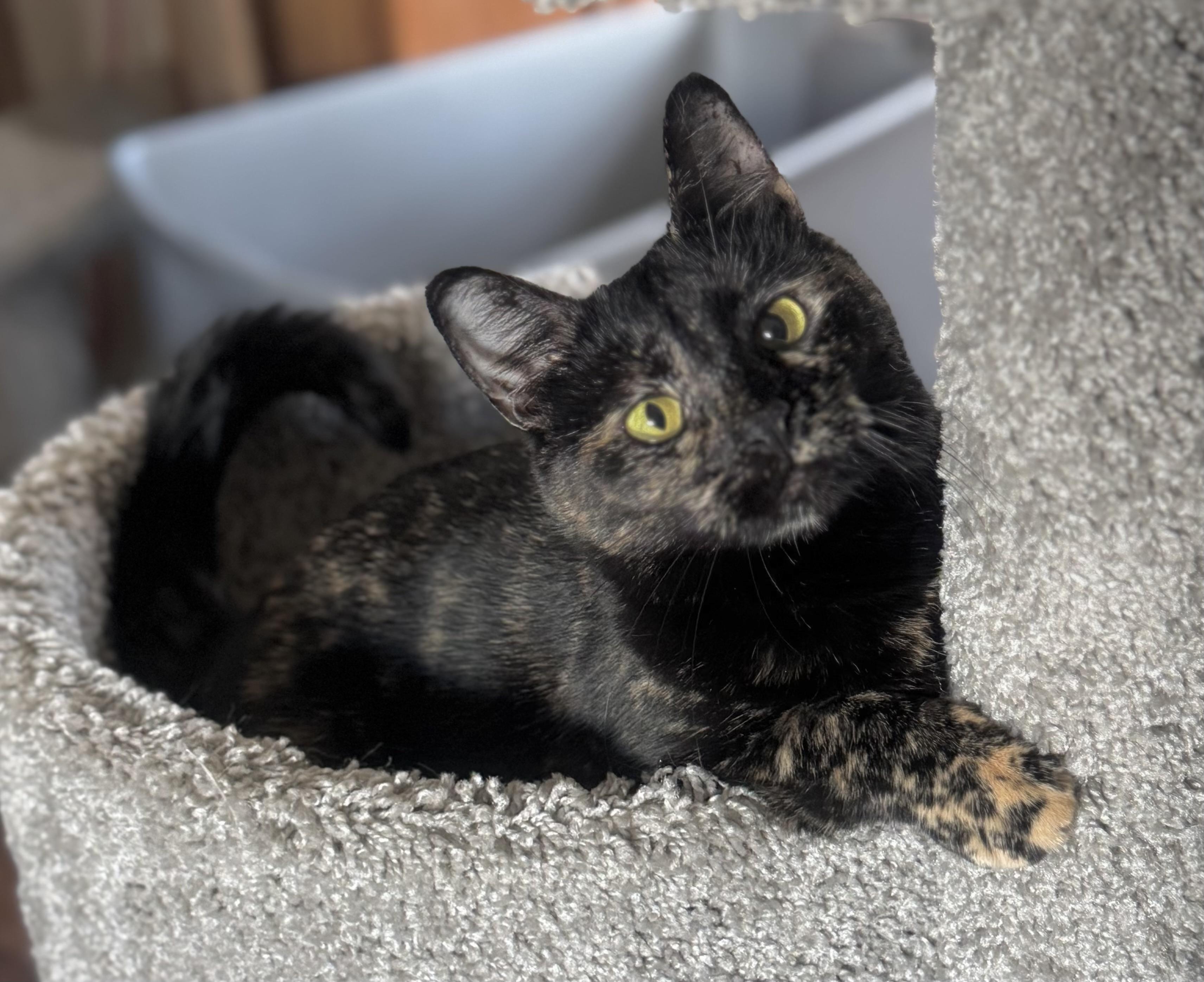 Enlarge Jayde, a Adoptable Tortoiseshell in Goshen, IN image 2/4
