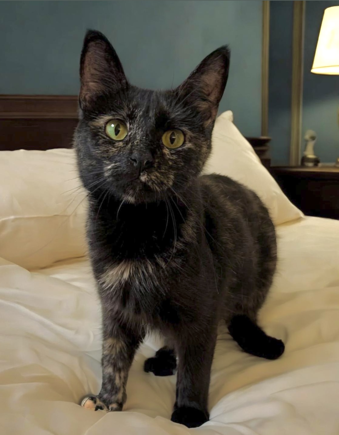 Enlarge Jayde, a Adoptable Tortoiseshell in Goshen, IN image 4/4