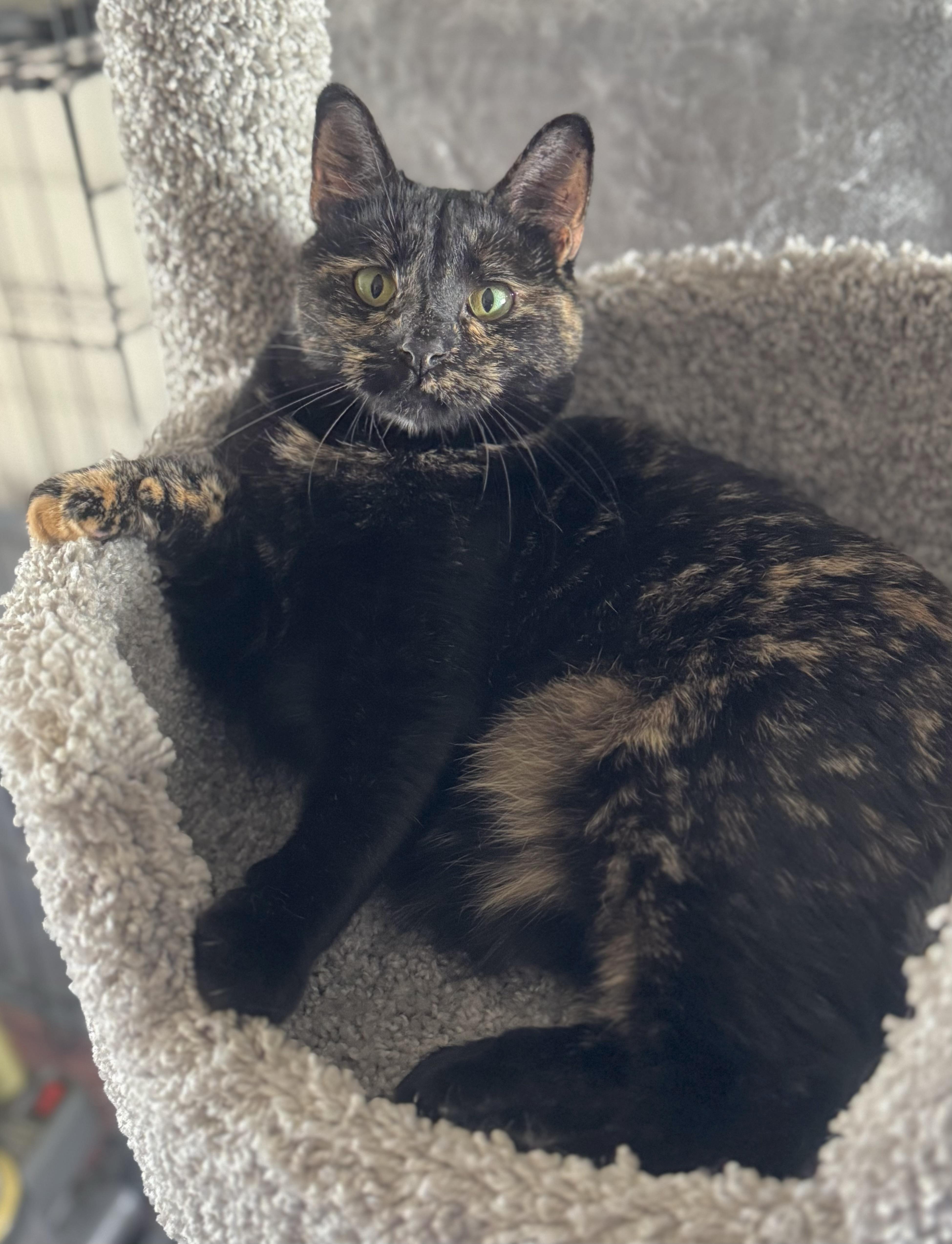 Enlarge Jayde, a Adoptable Tortoiseshell in Goshen, IN image 3/4
