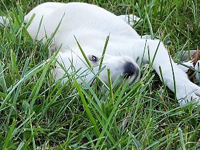 Enlarge Trixie, a Adopted mixed breed in Franklin, AR image 1/6