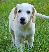 Enlarge Trixie, a Adopted mixed breed in Franklin, AR image 2/6