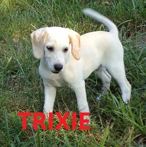 Enlarge Trixie, a Adopted mixed breed in Franklin, AR image 3/6