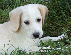 Enlarge Trixie, a Adopted mixed breed in Franklin, AR image 4/6