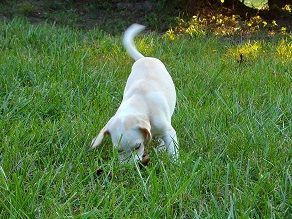 Enlarge Trixie, a Adopted mixed breed in Franklin, AR image 5/6