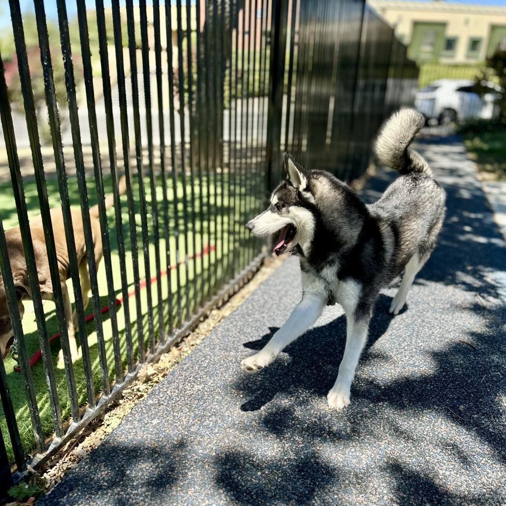 Kip - ECAS, Adoptable, Adult Male Husky & Mixed Breed.