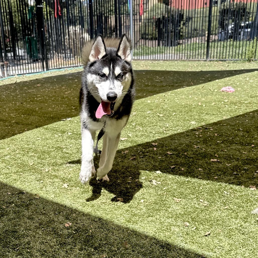 Kip - ECAS, a Adoptable mixed breed in Pleasanton, CA image 2/5