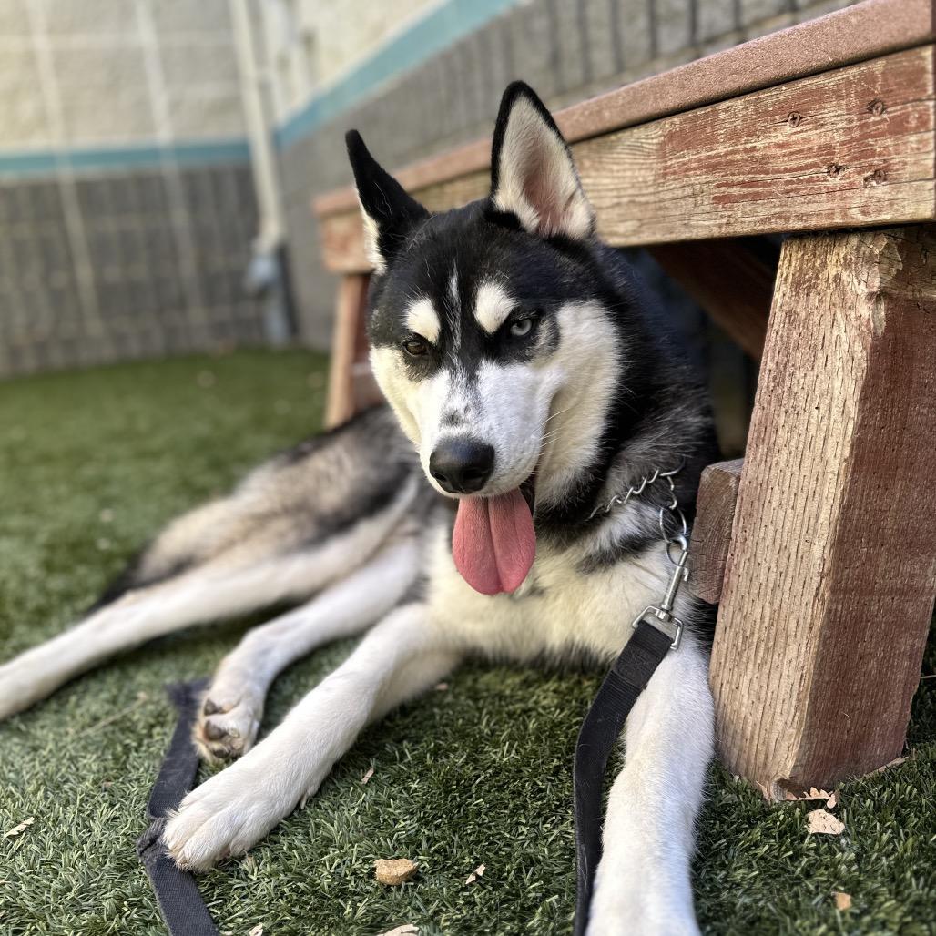 Kip - ECAS, a Adoptable mixed breed in Pleasanton, CA image 3/5