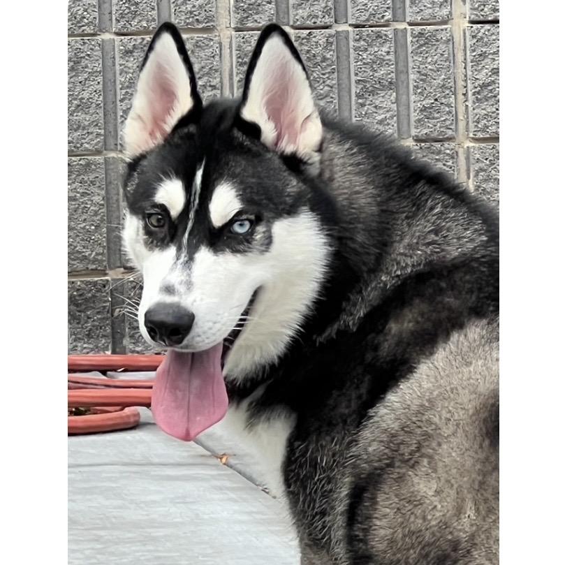 Kip - ECAS, a Adoptable mixed breed in Pleasanton, CA image 5/5