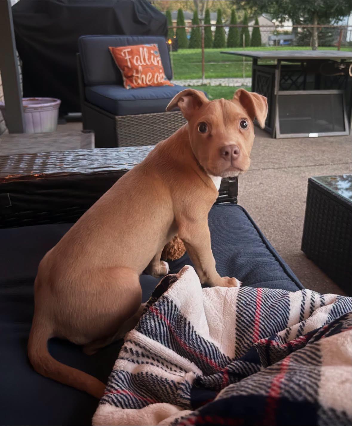 Oxford, Adoptable, Puppy Male Pit Bull Terrier & Chihuahua.