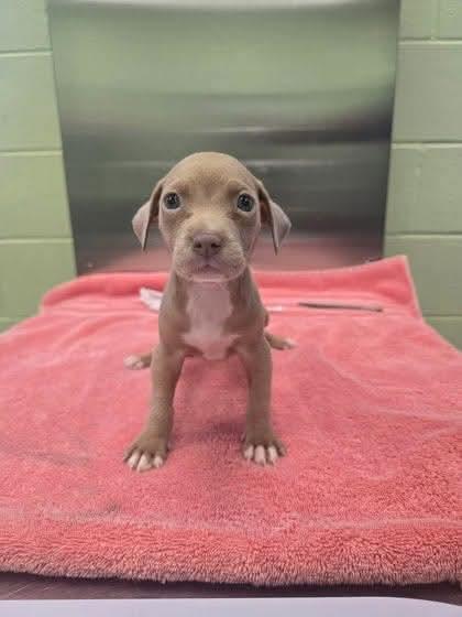 Enlarge Oxford, a Adoptable mixed breed in New Baltimore, MI image 2/2