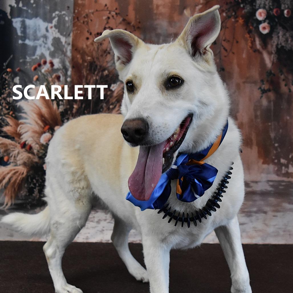 Scarlett, Adoptable, Senior Female Mixed Breed.