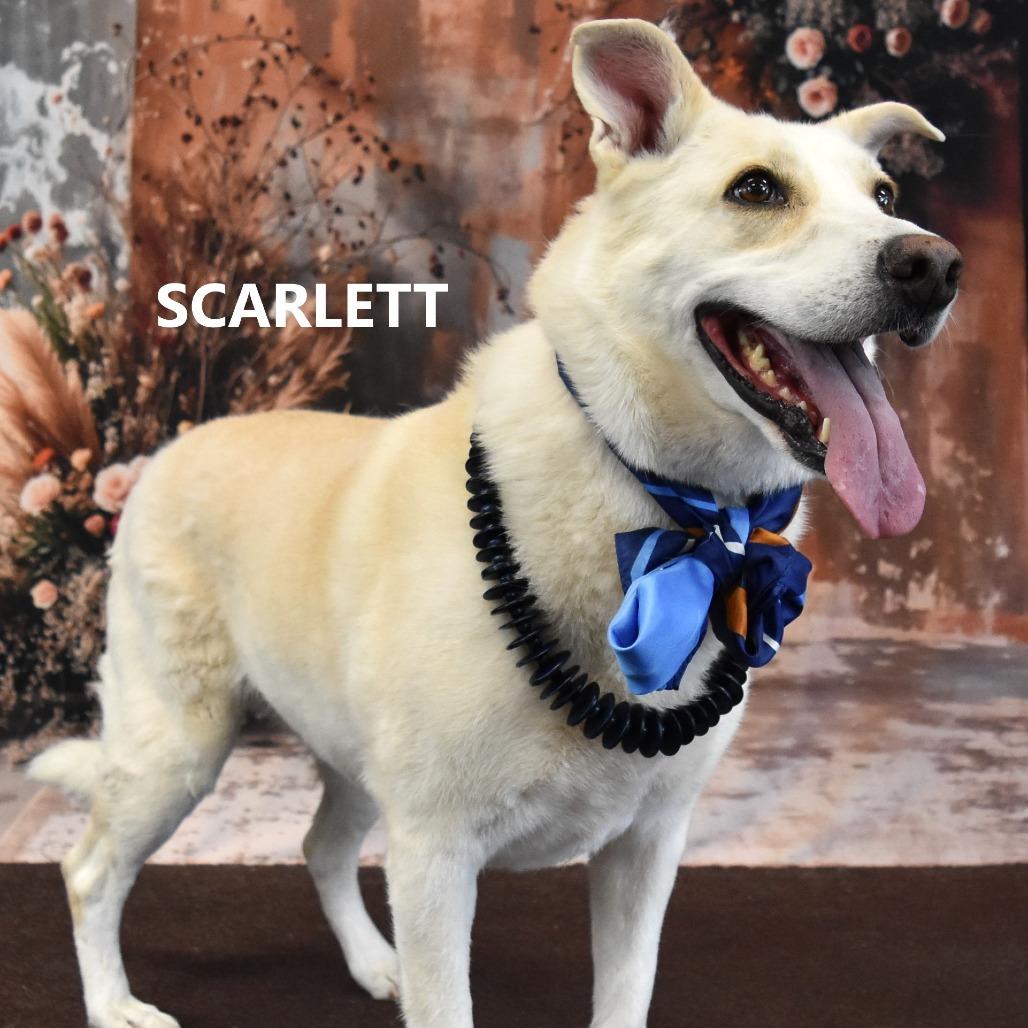 Enlarge Scarlett, a Adoptable Mixed Breed in Yuma, AZ image 2/2