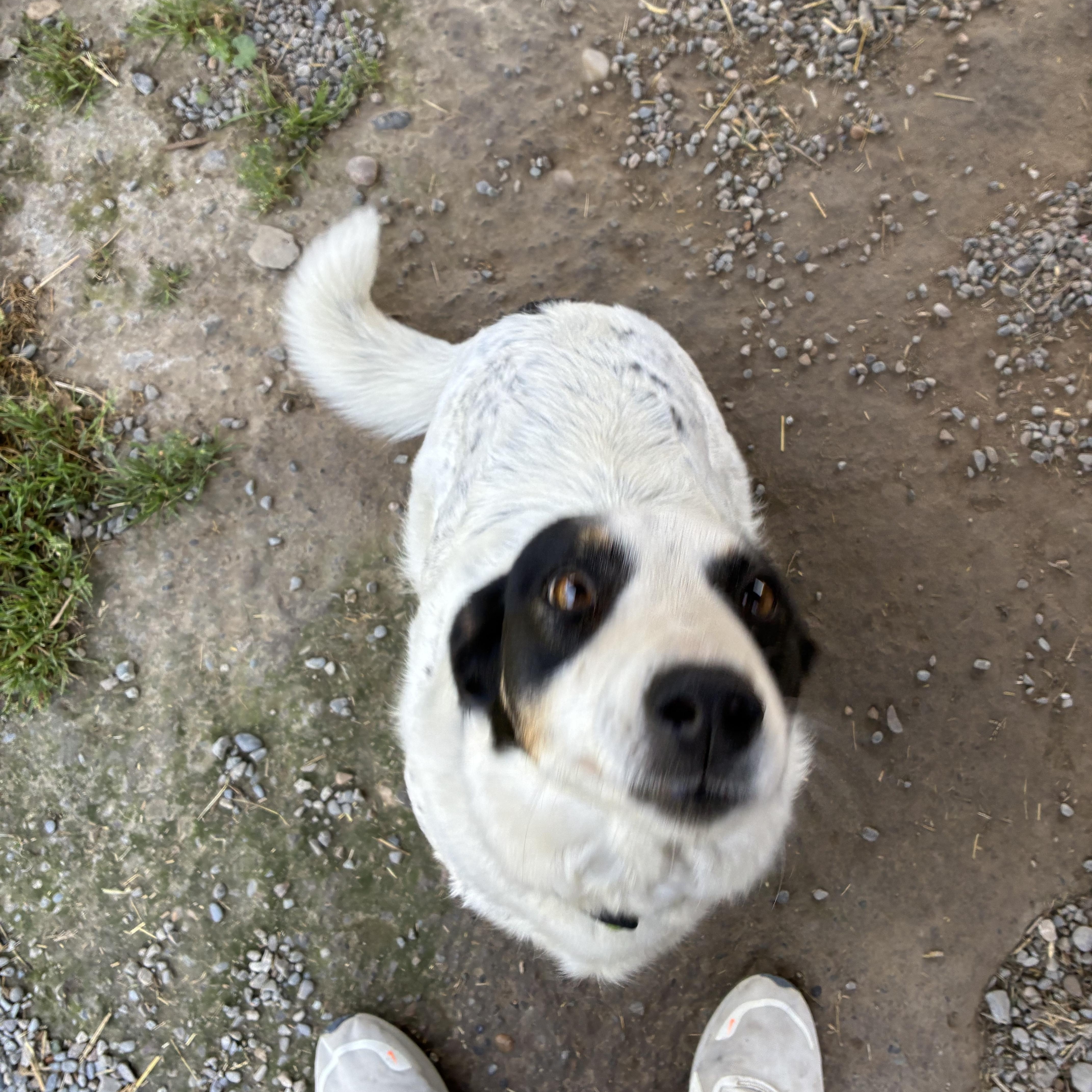 Enlarge Bailee, a ADOPTABLE mixed breed in Bonners Ferry, ID image 4/5