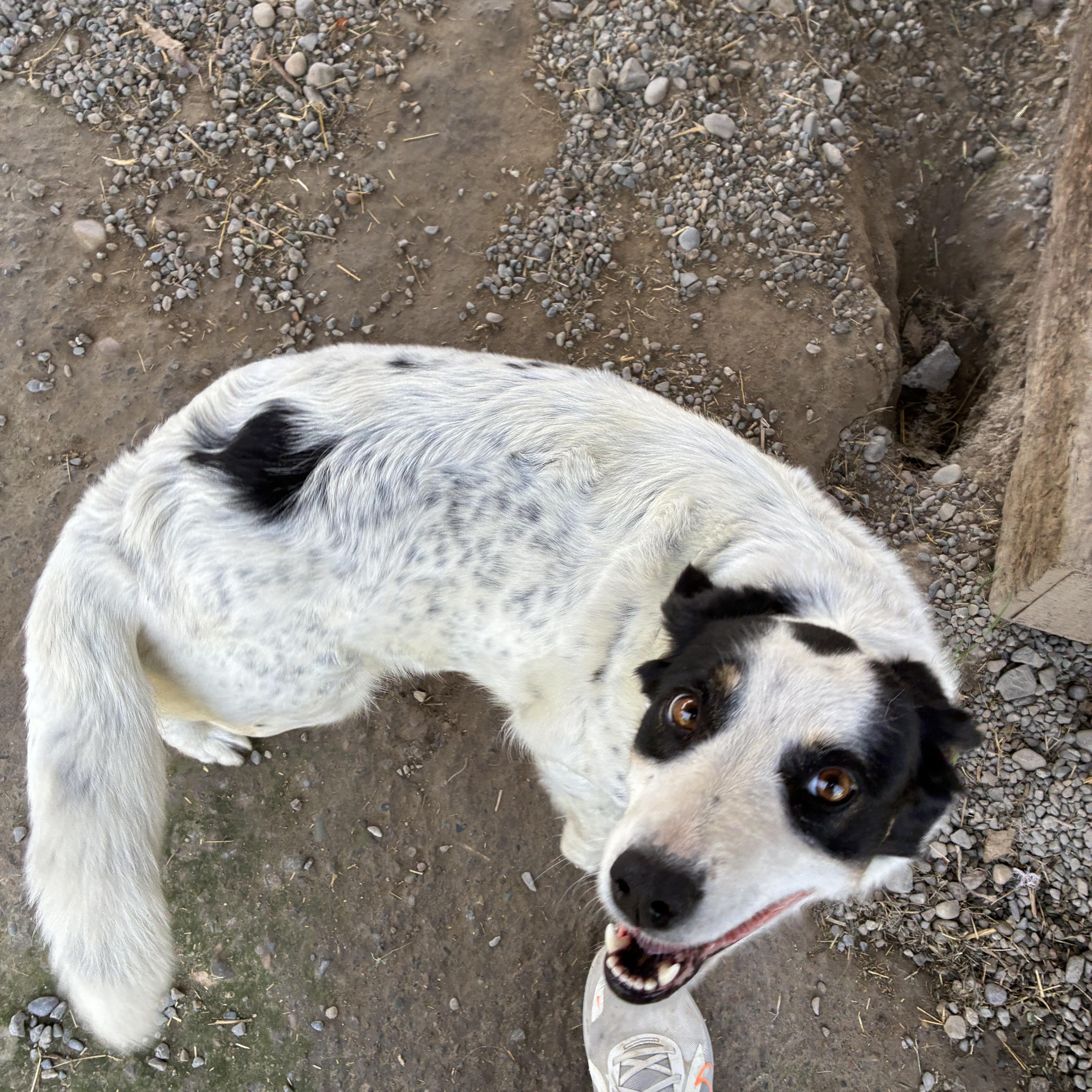 Enlarge Bailee, a ADOPTABLE mixed breed in Bonners Ferry, ID image 3/5