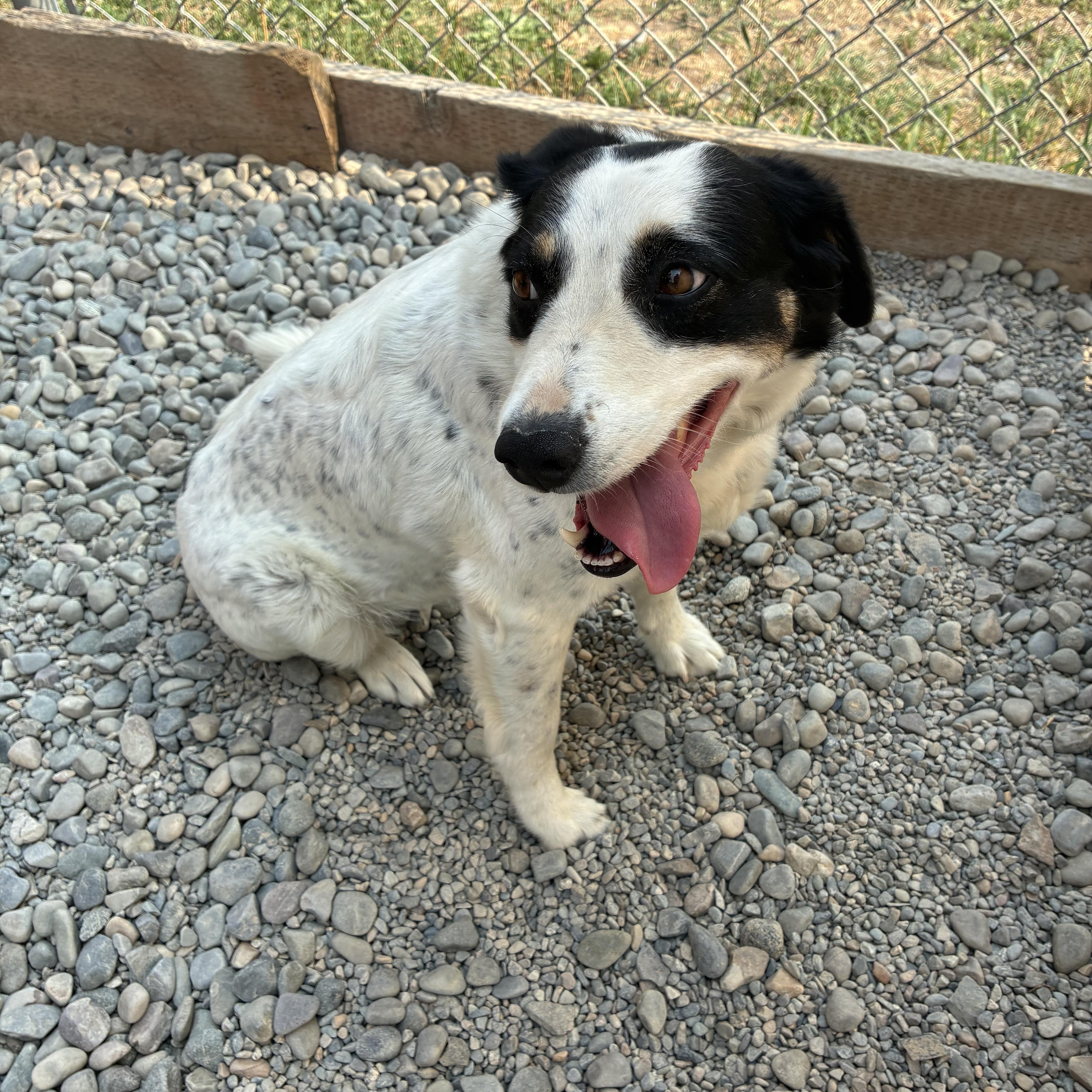 Enlarge Bailee, a ADOPTABLE mixed breed in Bonners Ferry, ID image 5/5
