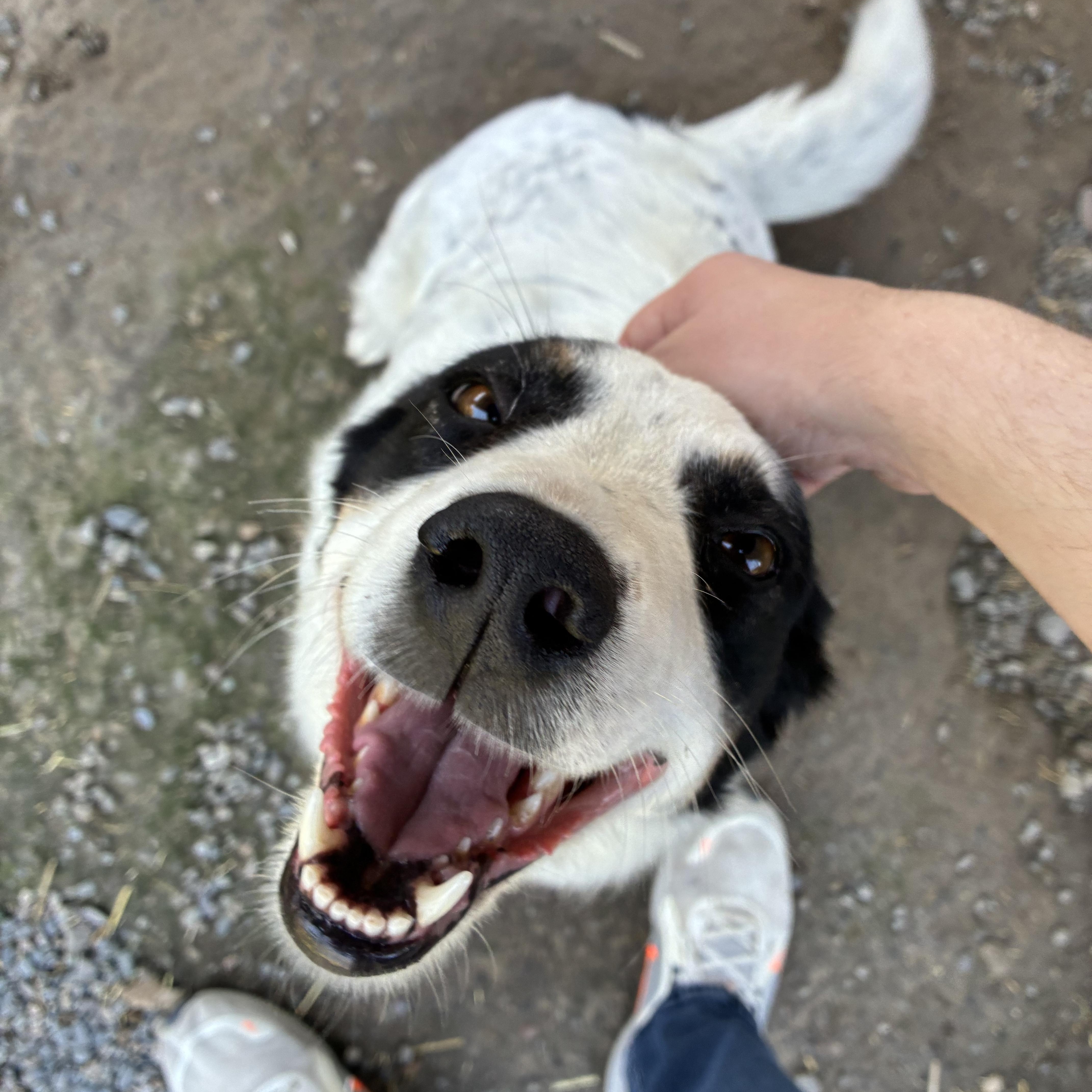 Bailee, ADOPTABLE, Adult Female Mixed Breed.