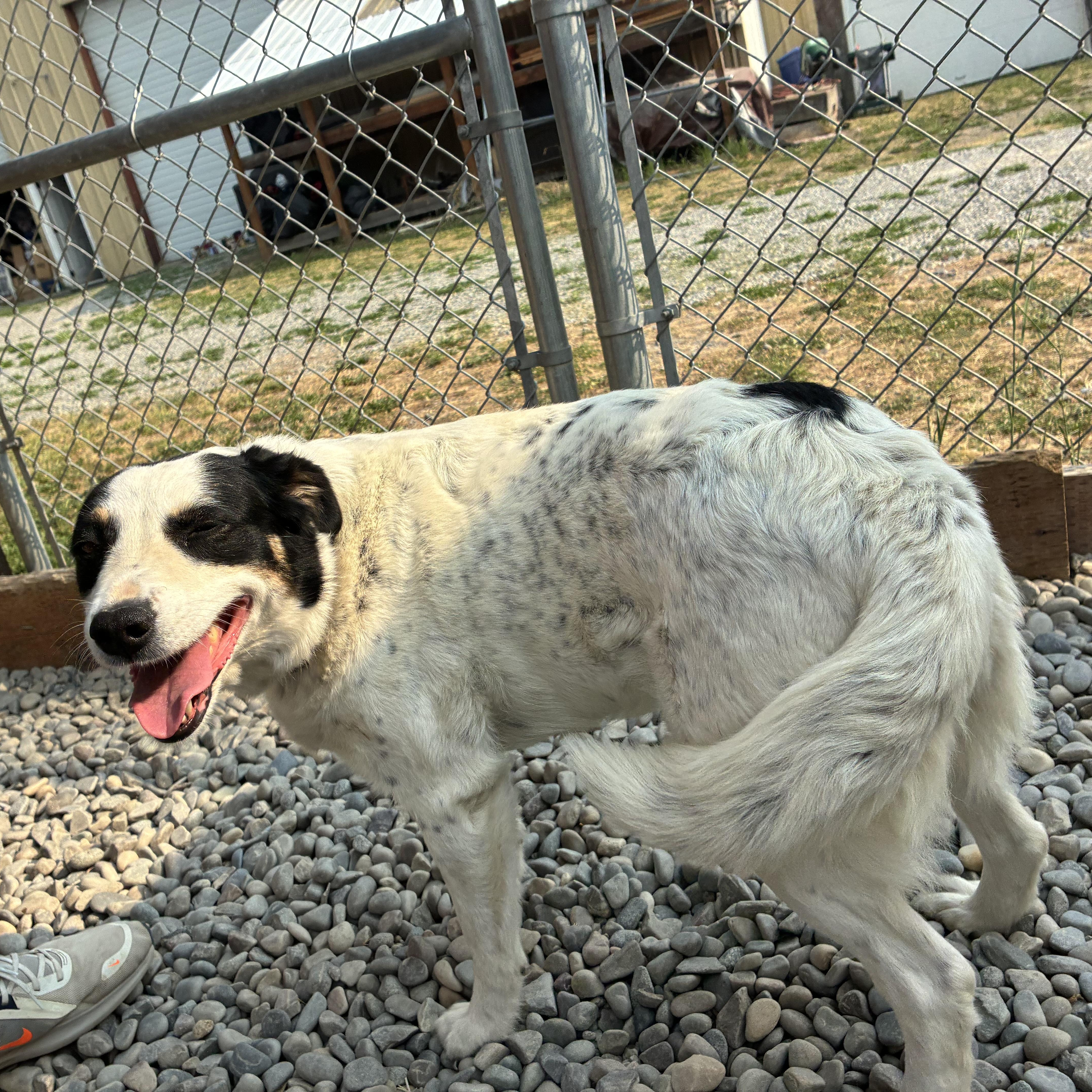 Enlarge Bailee, a ADOPTABLE mixed breed in Bonners Ferry, ID image 2/5
