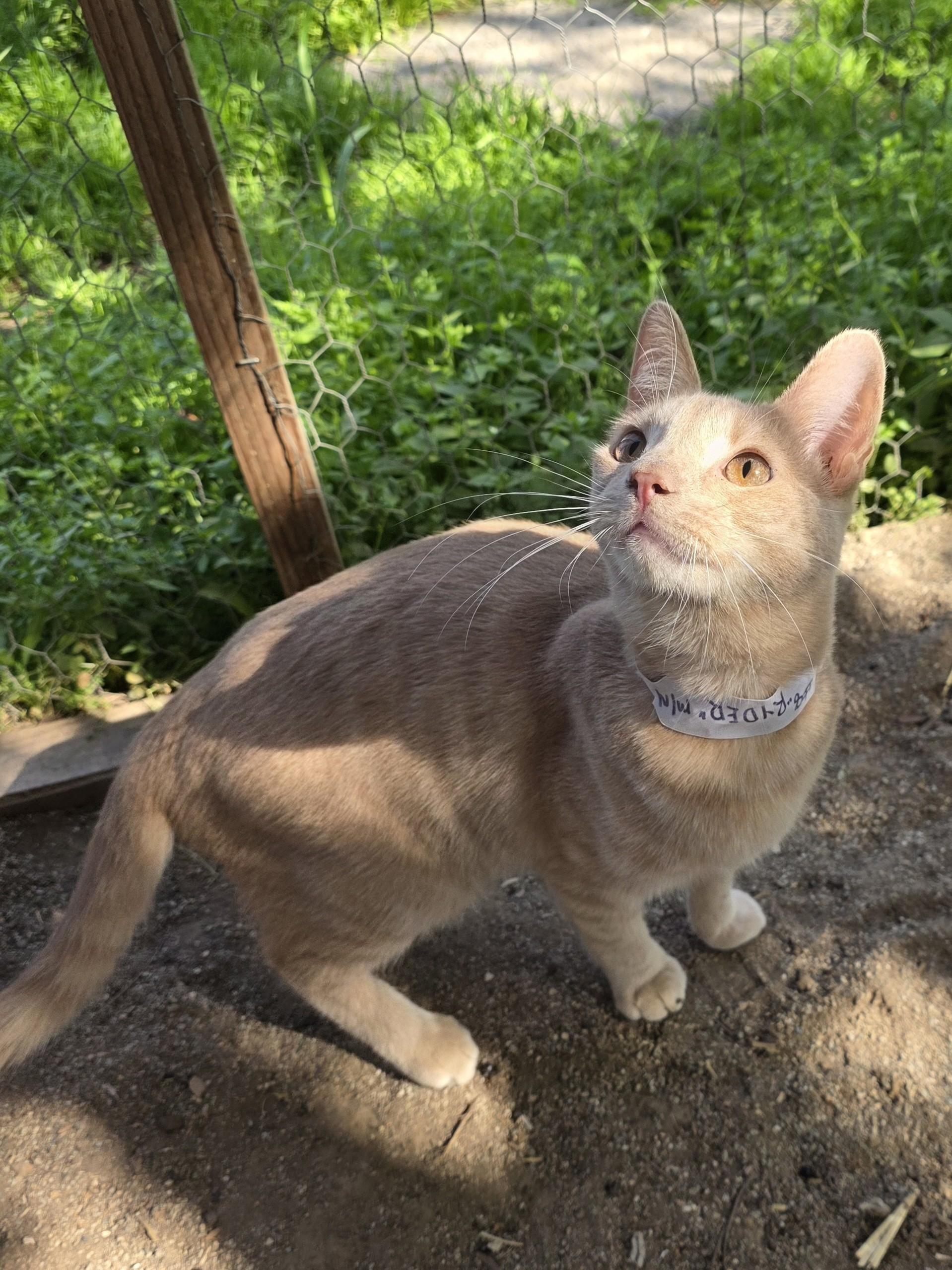 Enlarge Ryder, a ADOPTABLE American Shorthair in Fresno, CA image 2/3