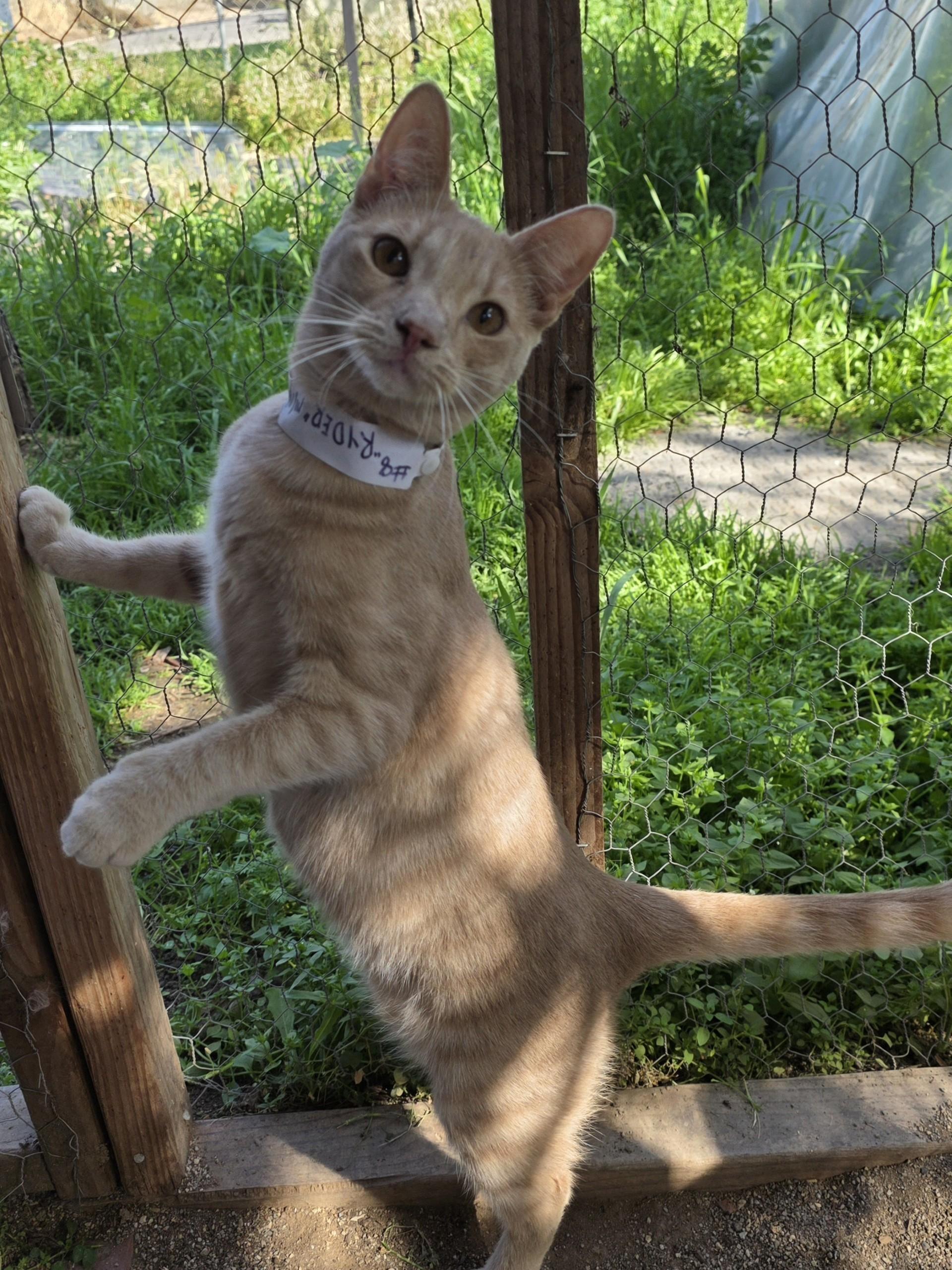 Ryder, ADOPTABLE, Young Male American Shorthair.