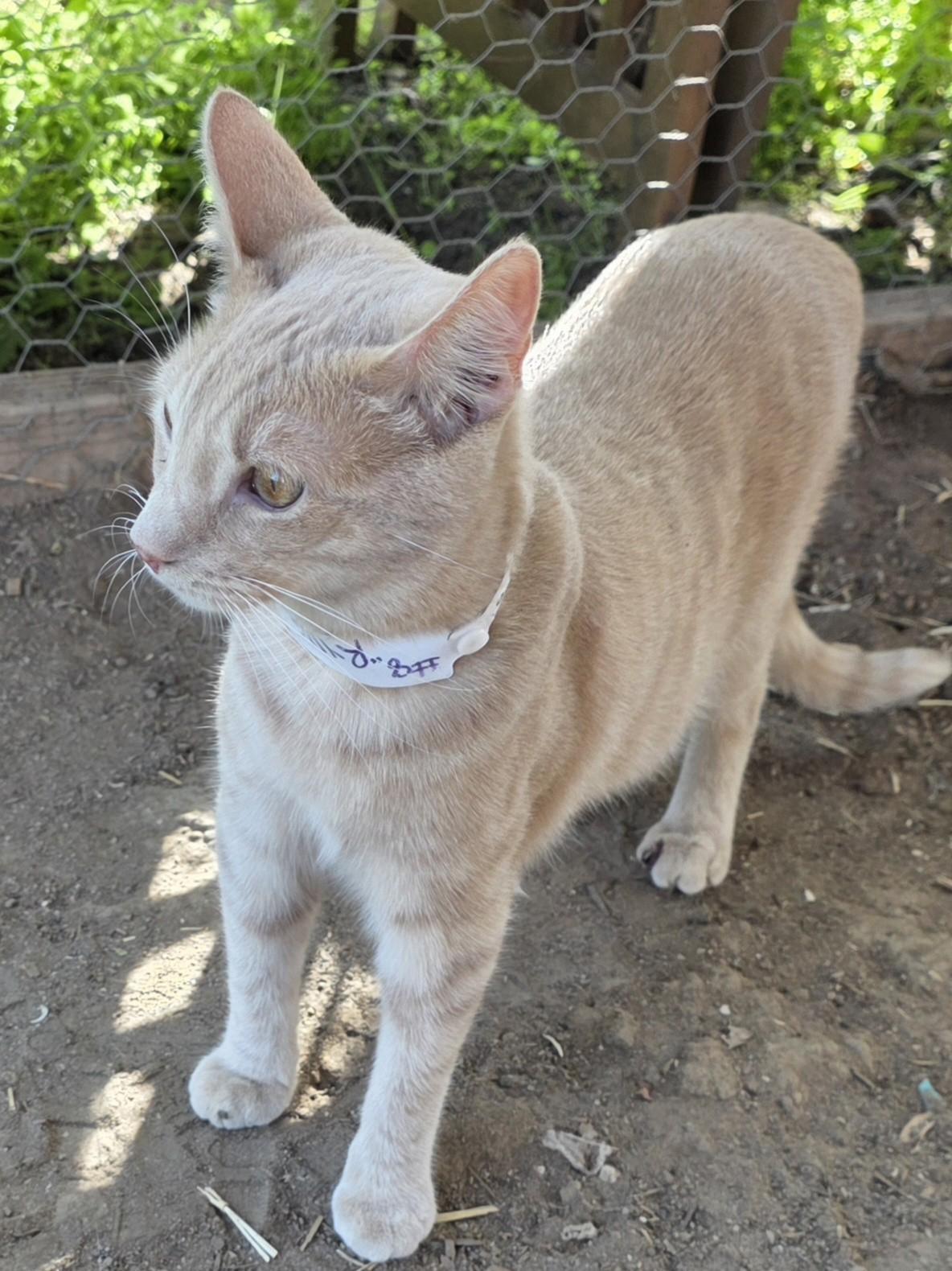 Enlarge Ryder, a ADOPTABLE American Shorthair in Fresno, CA image 3/3