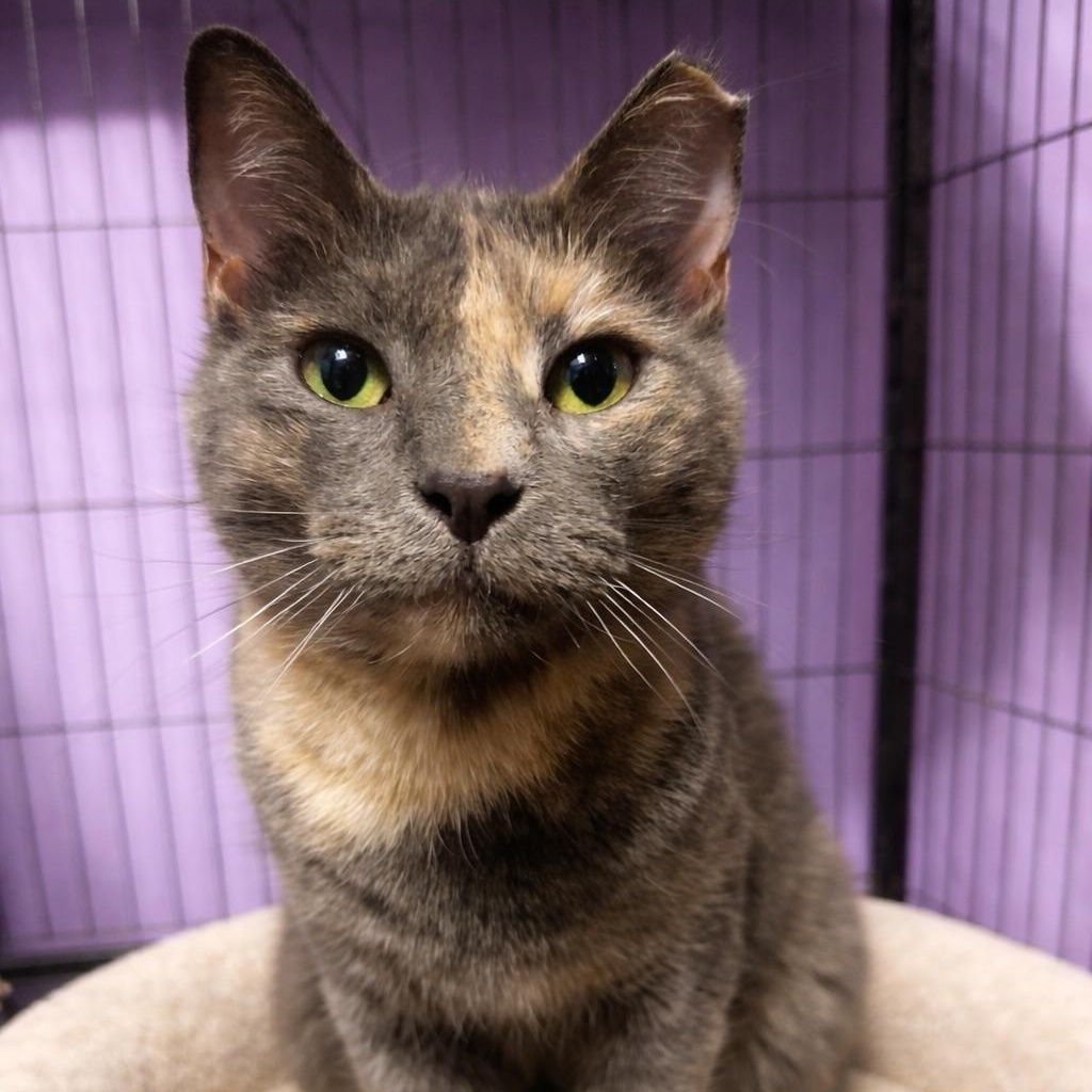 Enlarge Shadow, a Adoptable Domestic Short Hair in Decatur, GA image 3/3
