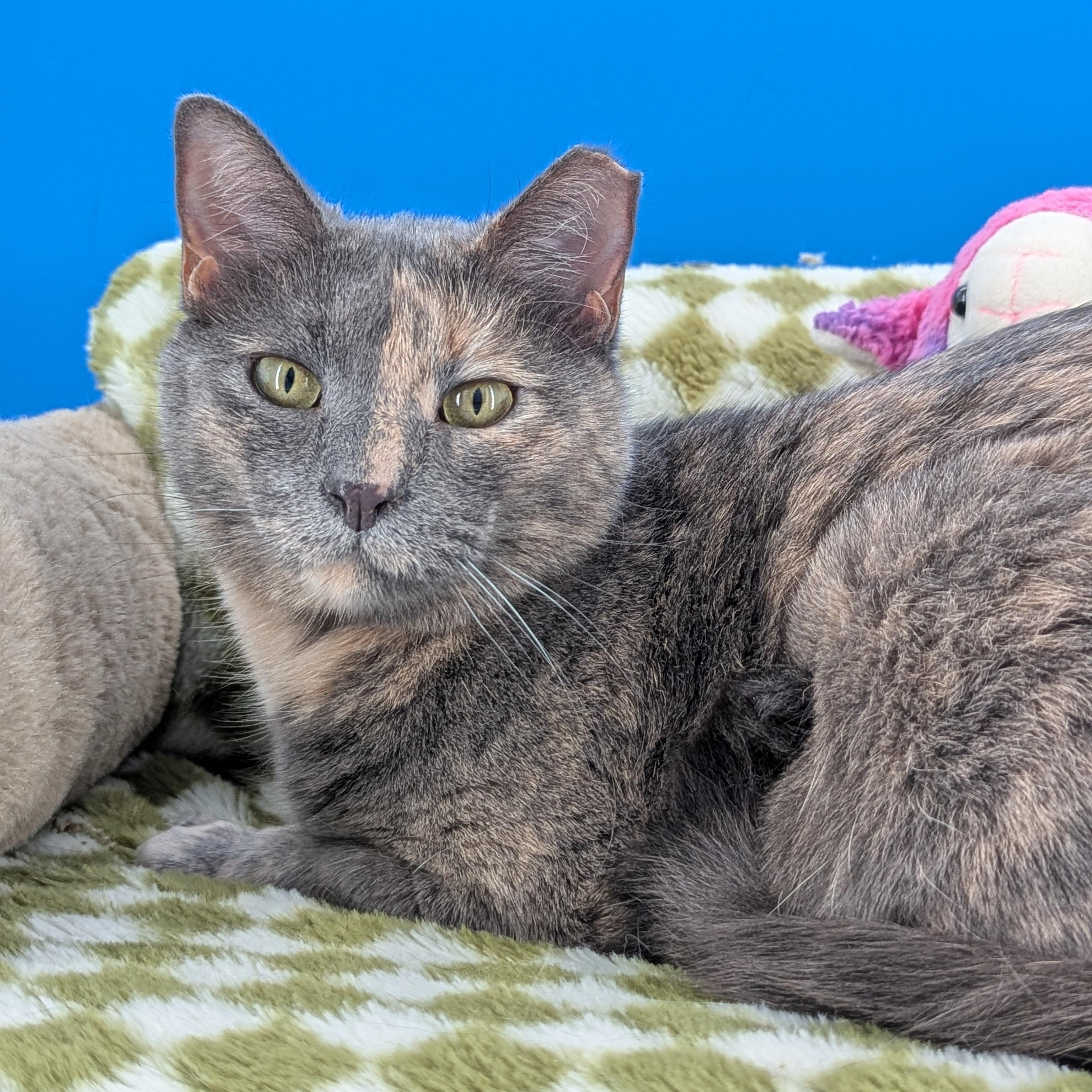 Enlarge Shadow, a Adoptable Domestic Short Hair in Decatur, GA image 2/3