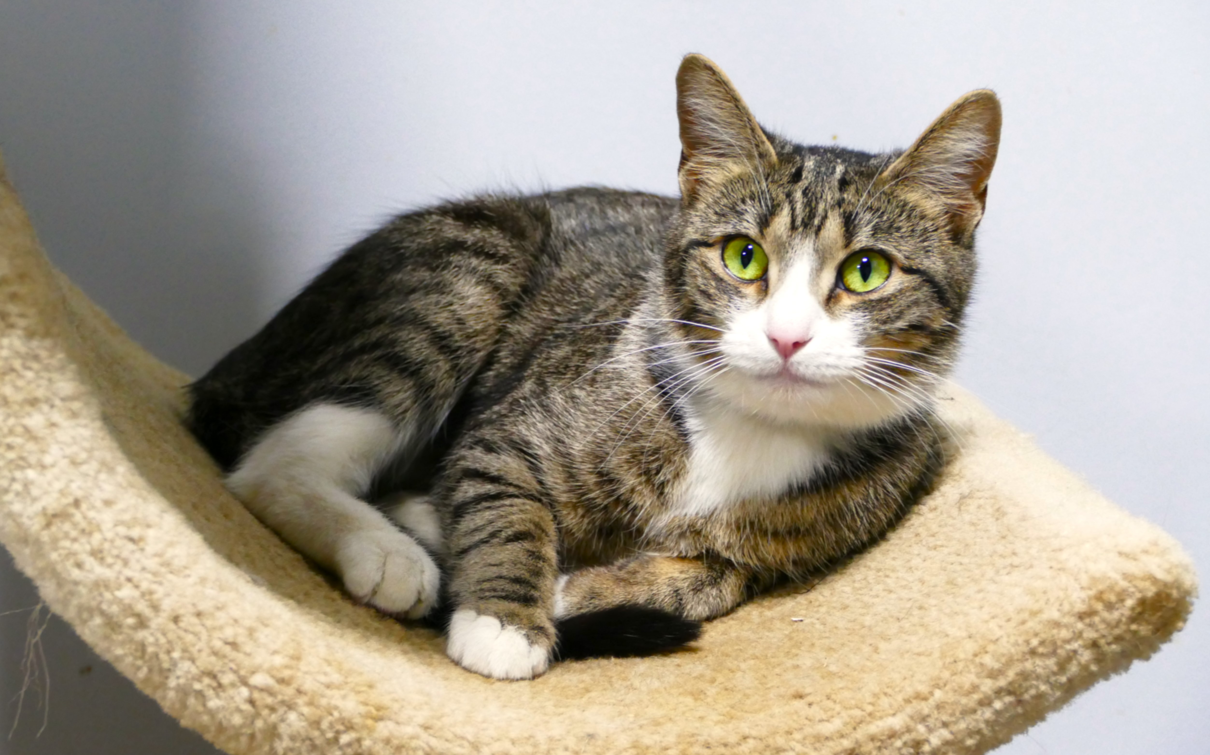 MARTINI, Adoptable, Adult Female Domestic Short Hair.