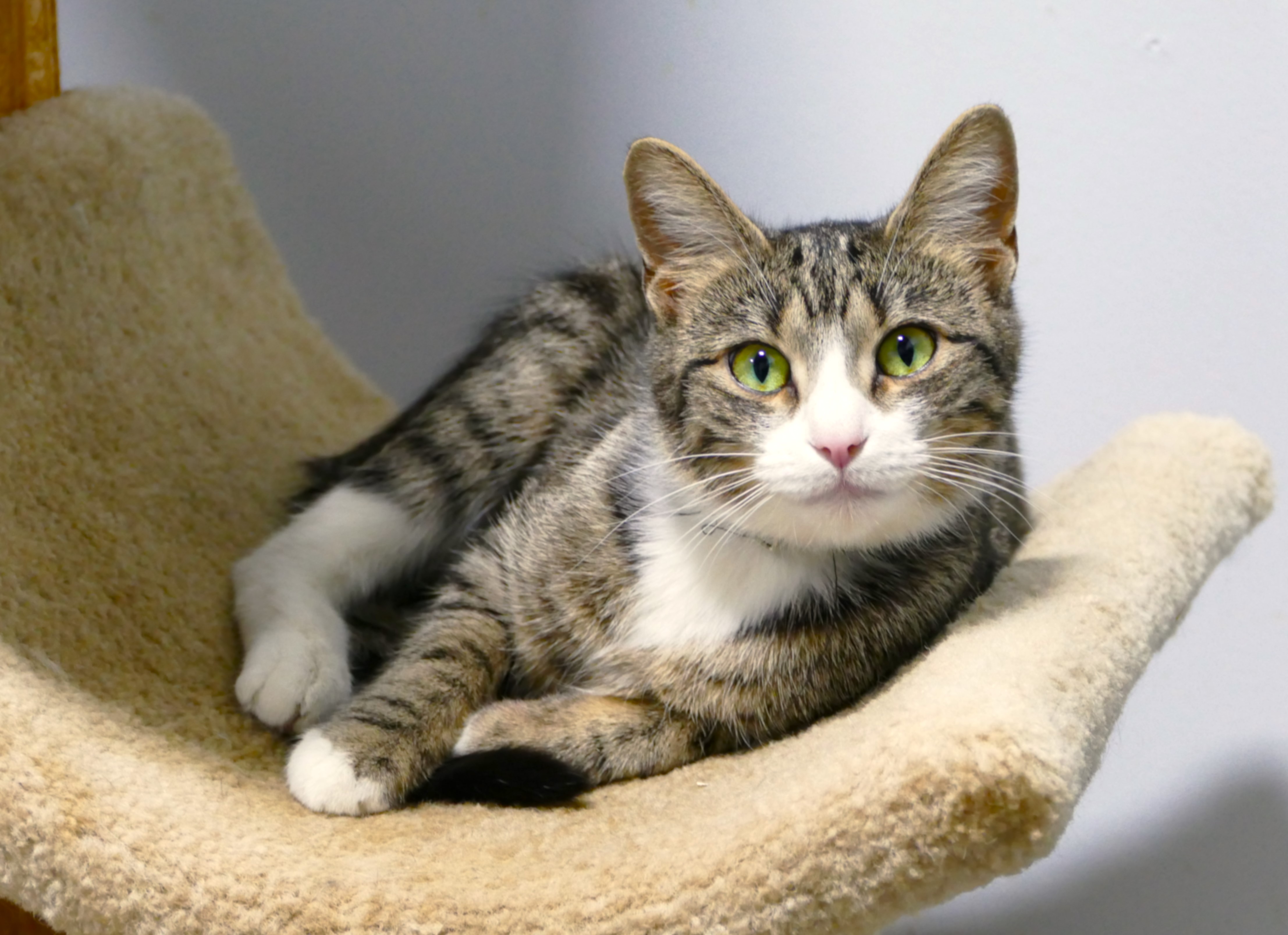 MARTINI, a Adoptable mixed breed in Beechbottom, WV image 2/4