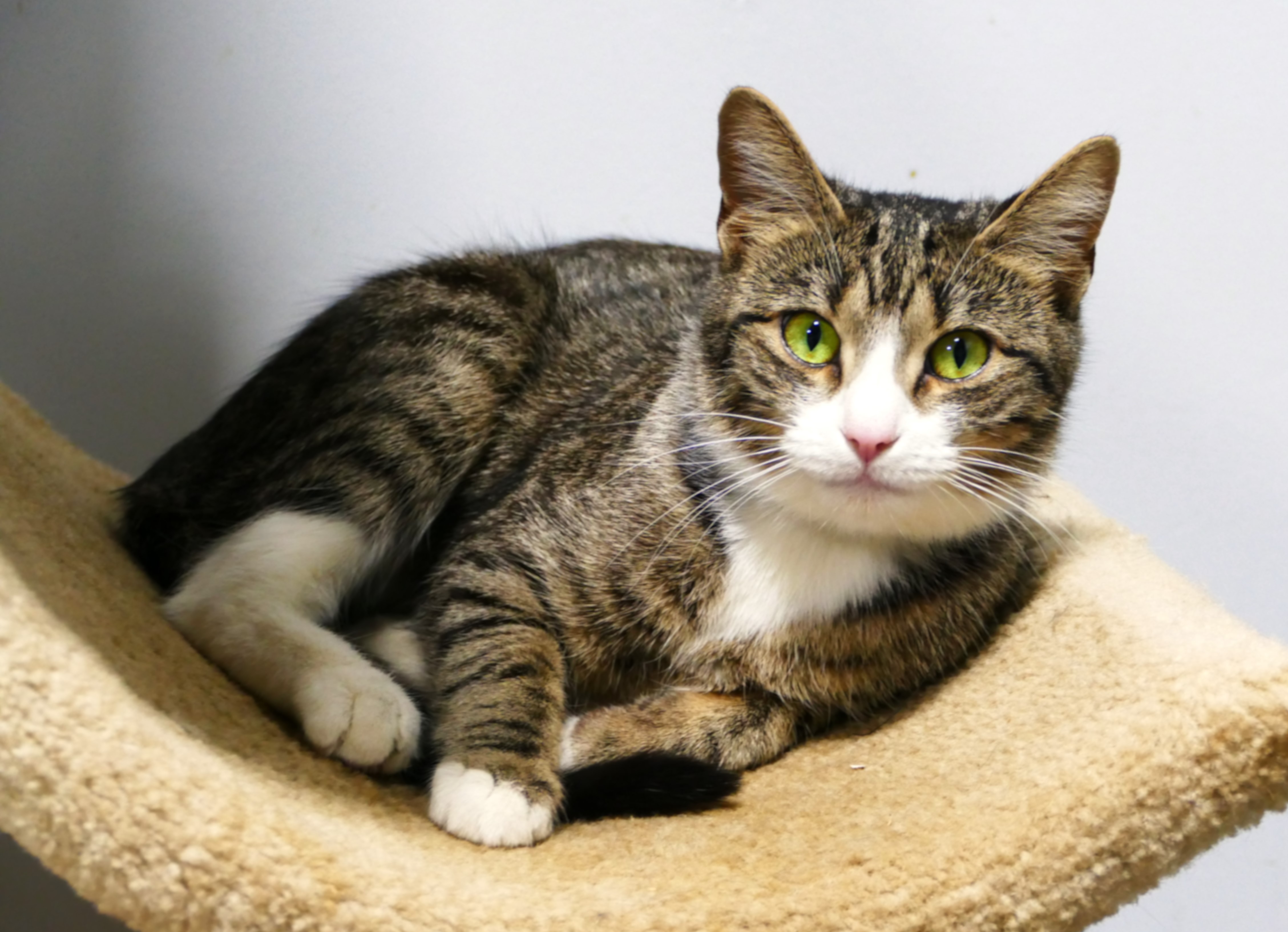 MARTINI, a Adoptable mixed breed in Beechbottom, WV image 3/4