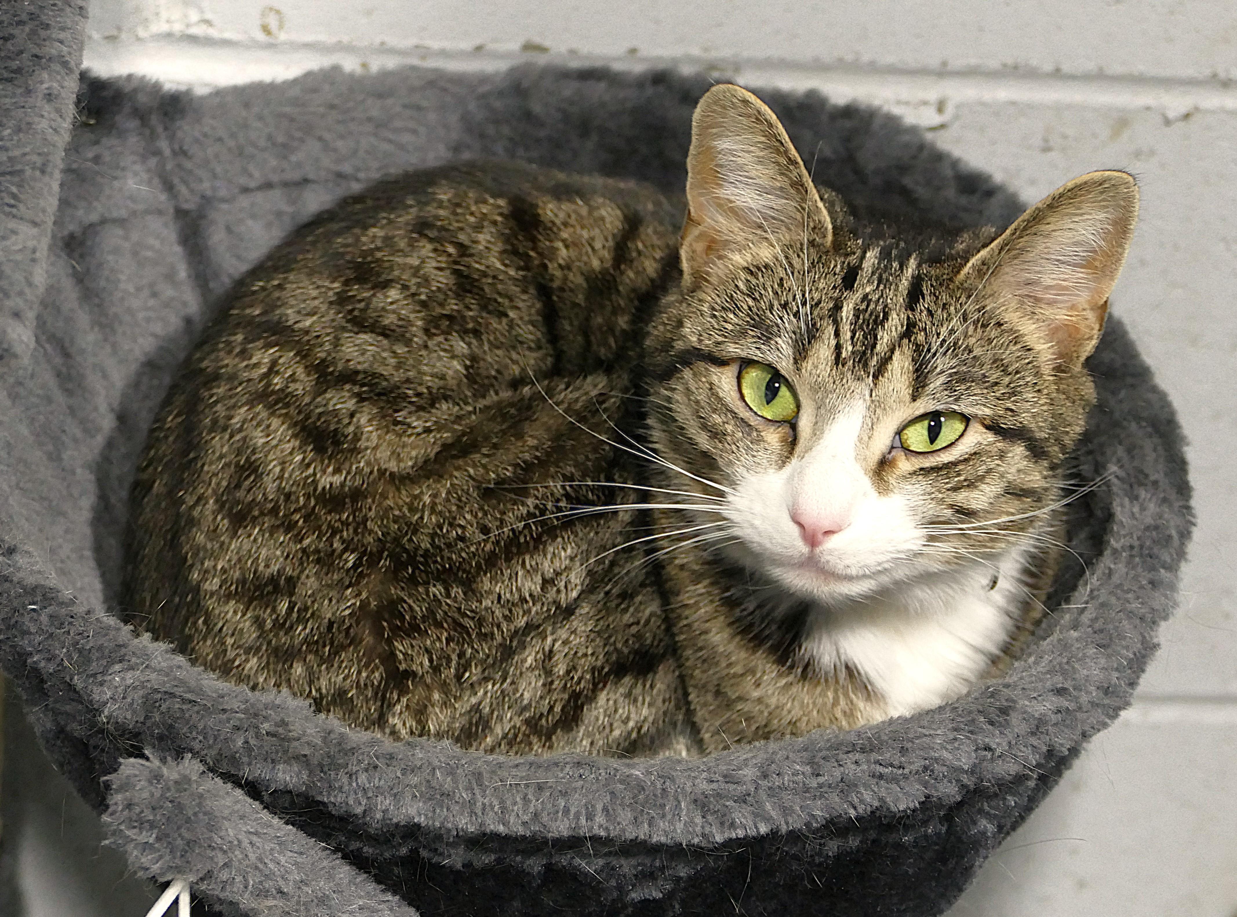 MARTINI, a Adoptable mixed breed in Beechbottom, WV image 4/4