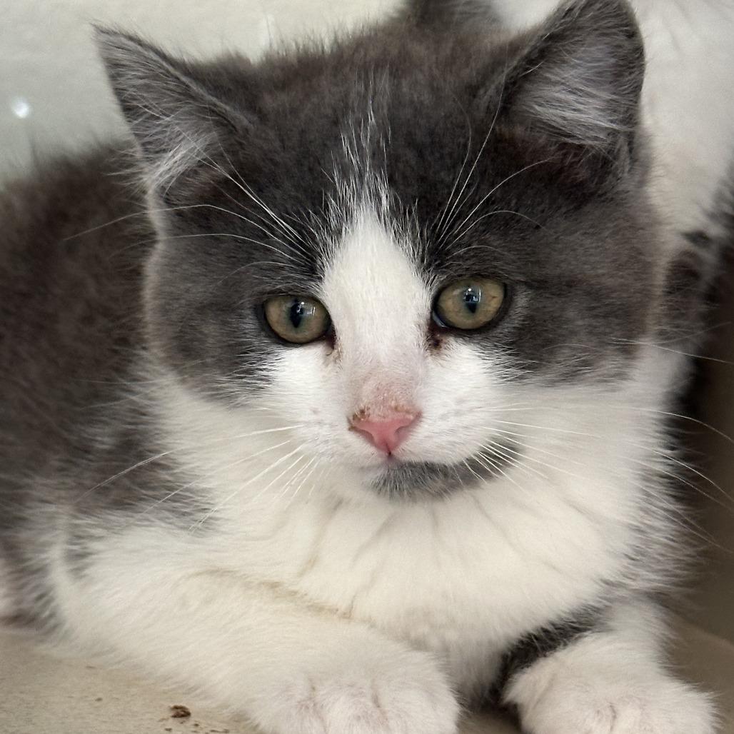 Eagle, a Adoptable Domestic Medium Hair in Durango, CO image 1/3