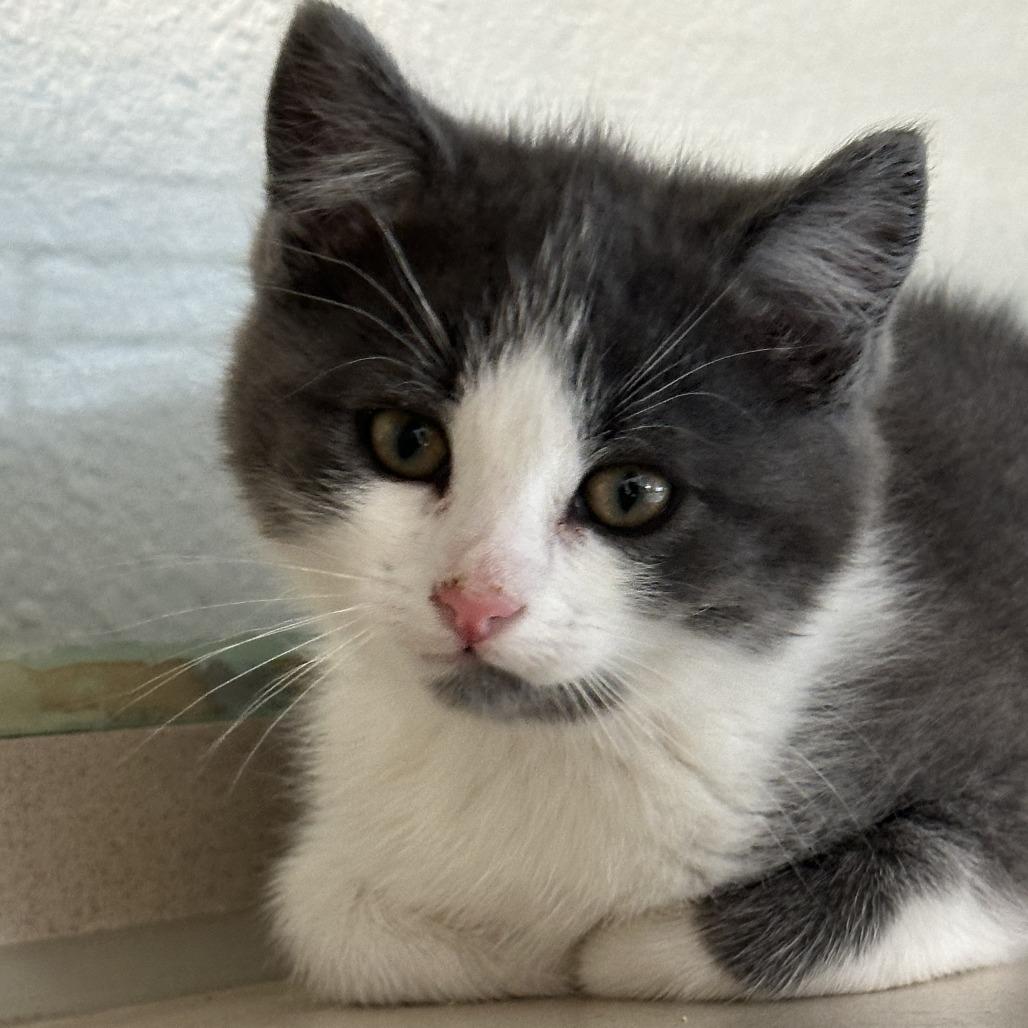 Eagle, a Adoptable Domestic Medium Hair in Durango, CO image 2/3