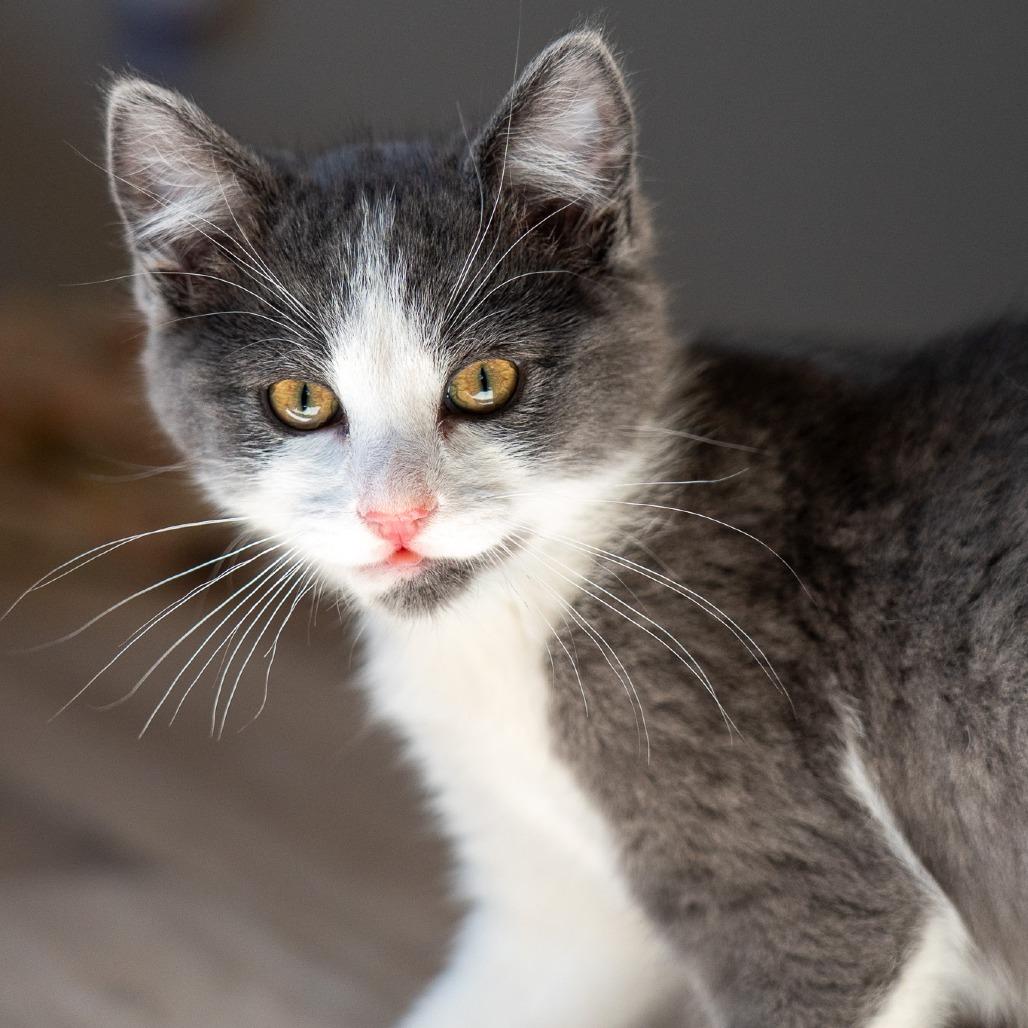 Eagle, a Adoptable Domestic Medium Hair in Durango, CO image 3/3