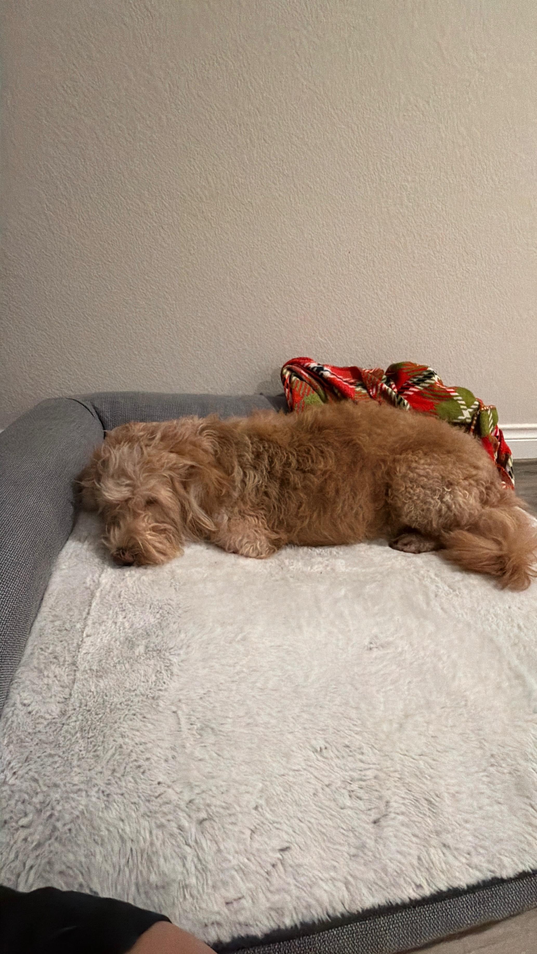 CHARLIE (WI), an adopted mixed breed in Milwaukee, WI image 5/5