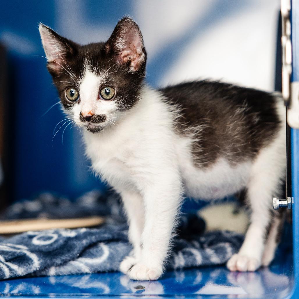 Enlarge Hawkwood, a Adoptable Domestic Short Hair in Incline Village, NV image 1/6