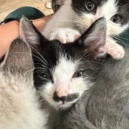 Enlarge Hawkwood, a Adoptable Domestic Short Hair in Incline Village, NV image 2/6