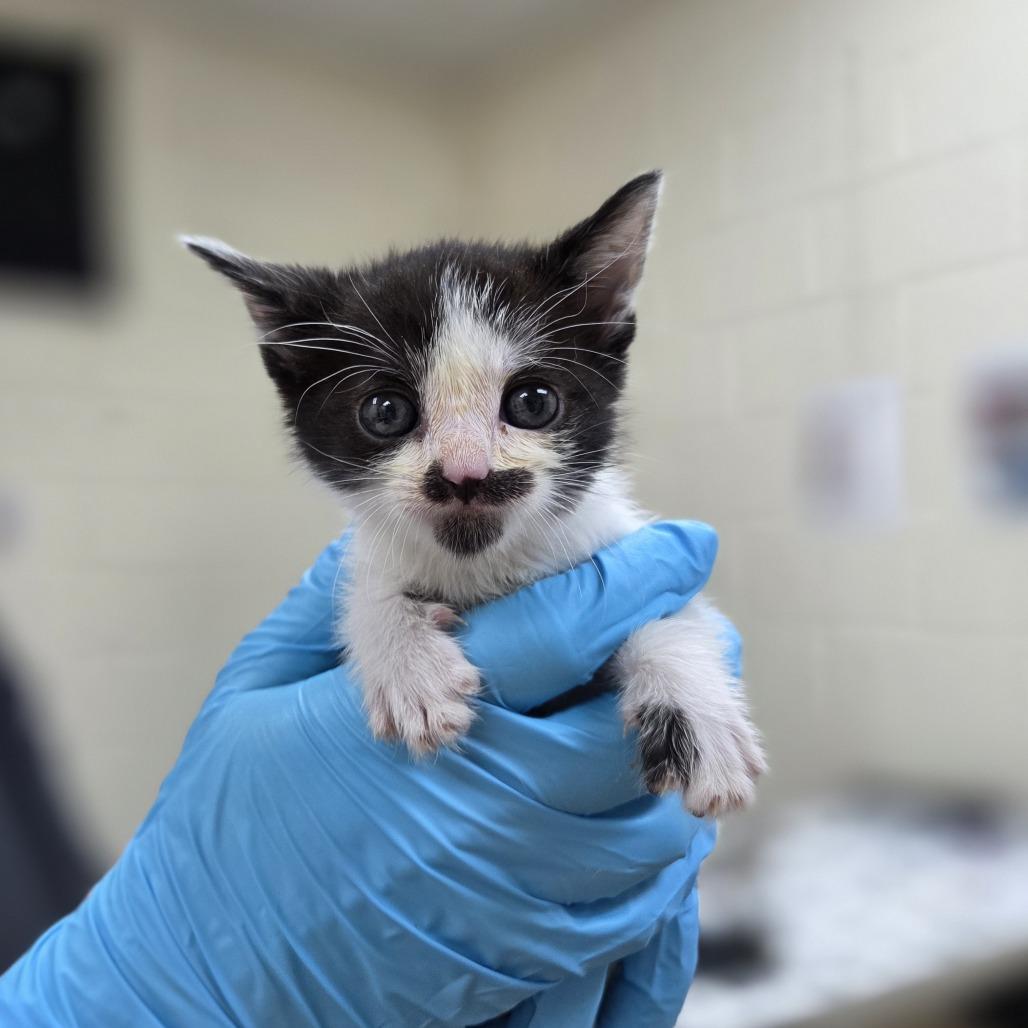 Enlarge Hawkwood, a Adoptable Domestic Short Hair in Incline Village, NV image 4/6