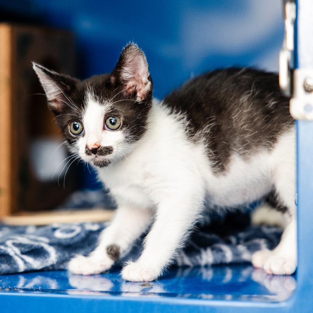 Enlarge Hawkwood, a Adoptable Domestic Short Hair in Incline Village, NV image 5/6