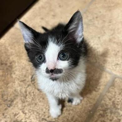 Enlarge Hawkwood, a Adoptable Domestic Short Hair in Incline Village, NV image 6/6
