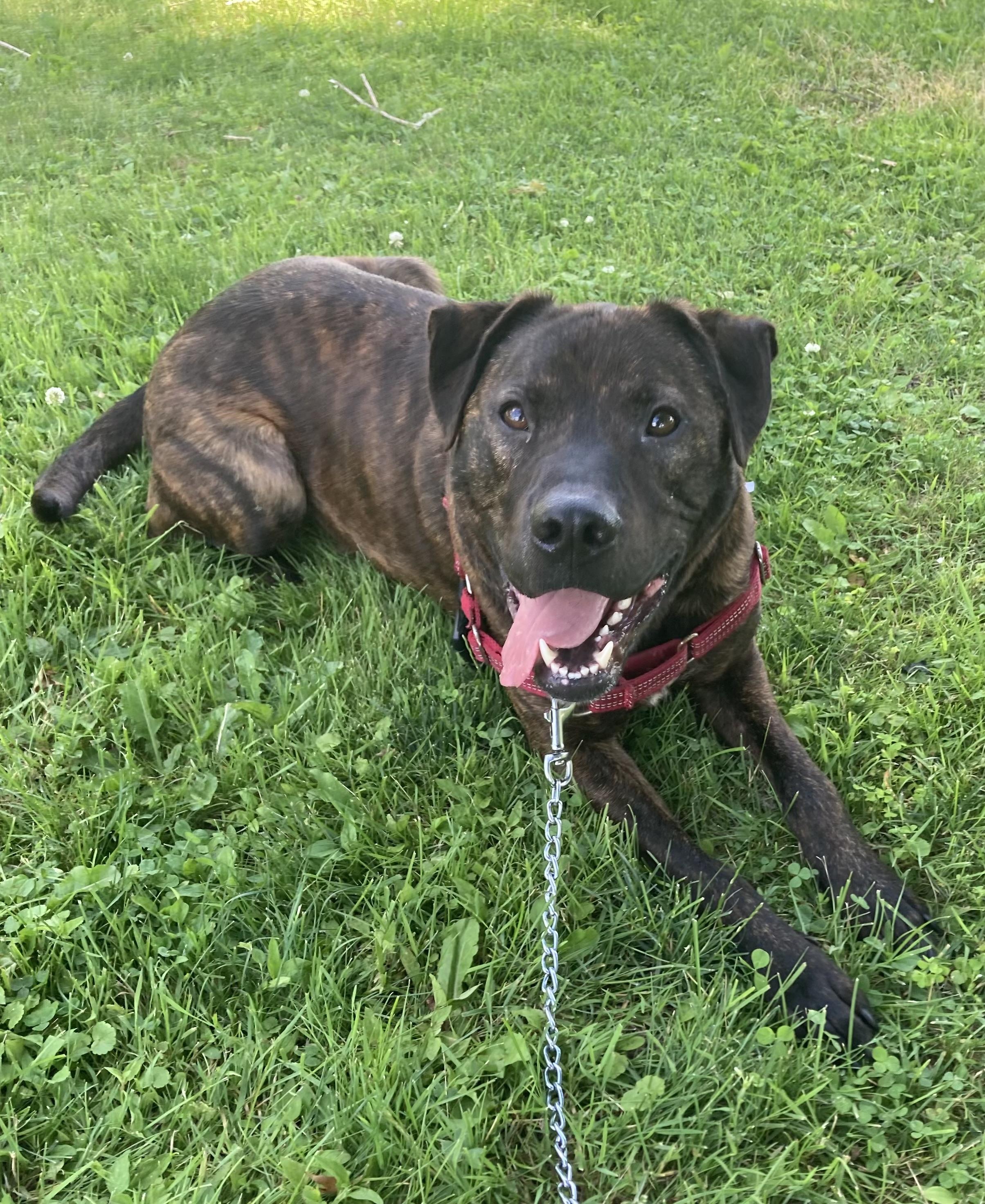 Enlarge Brick, a ADOPTABLE mixed breed in Ithaca, NY image 3/3