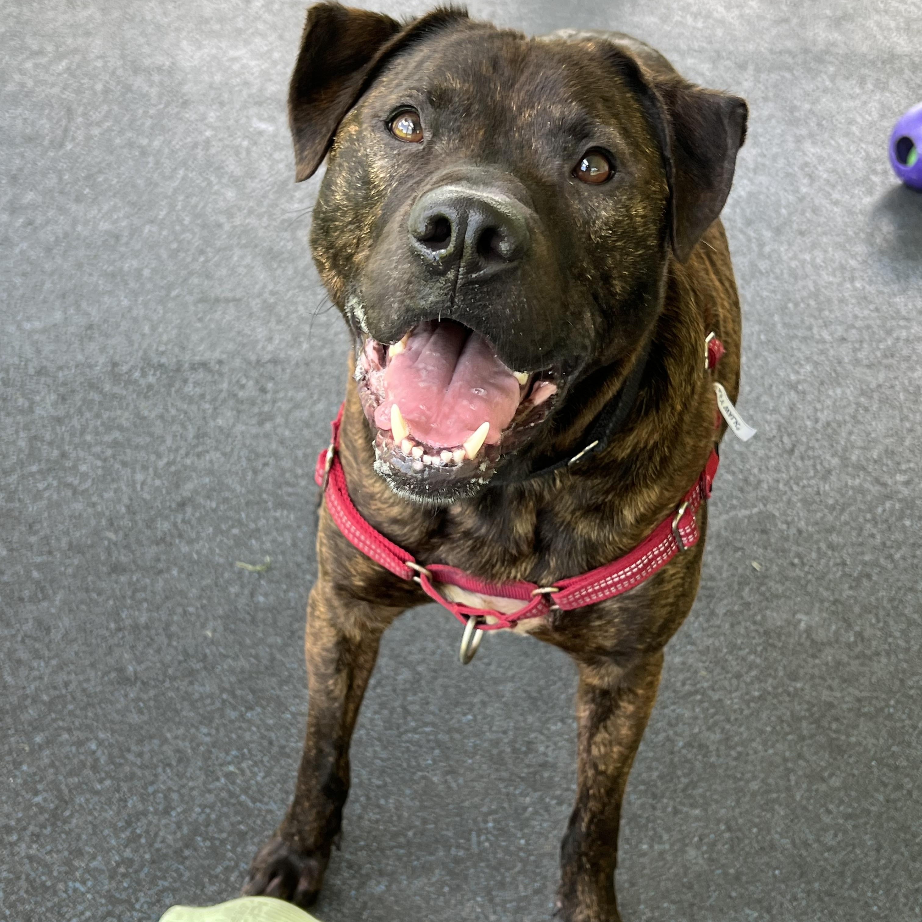 Enlarge Brick, a ADOPTABLE mixed breed in Ithaca, NY image 2/3